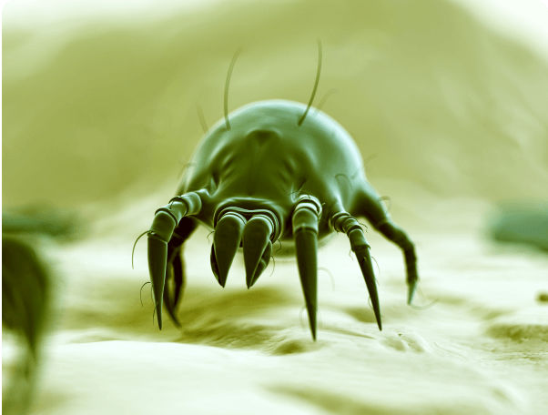 Image of Dust Mite